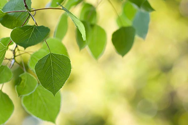 功能型与环境友好型涂料用光安定剂之专题研究